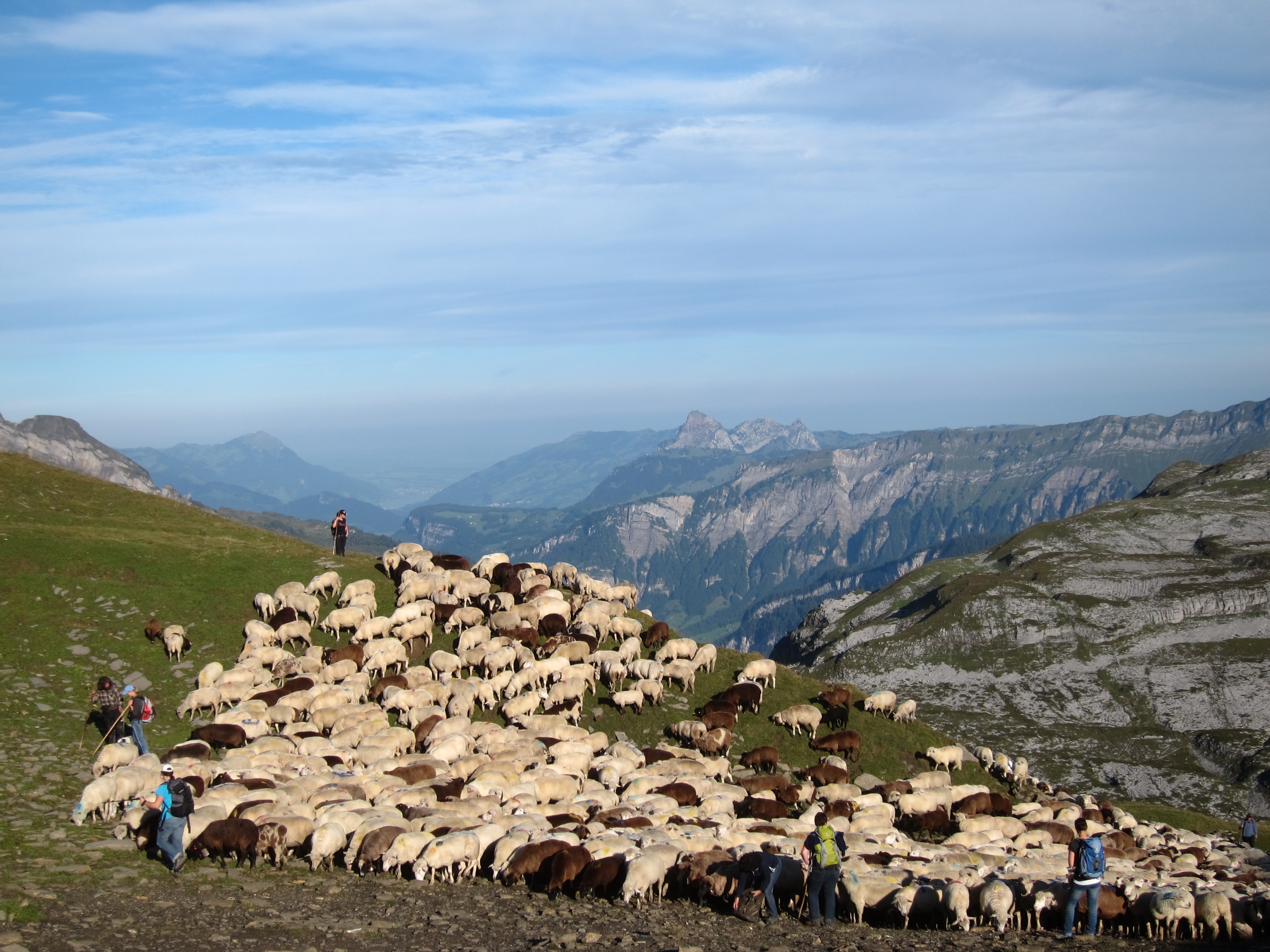 Abfahren mit den Schafen - Pfaffen