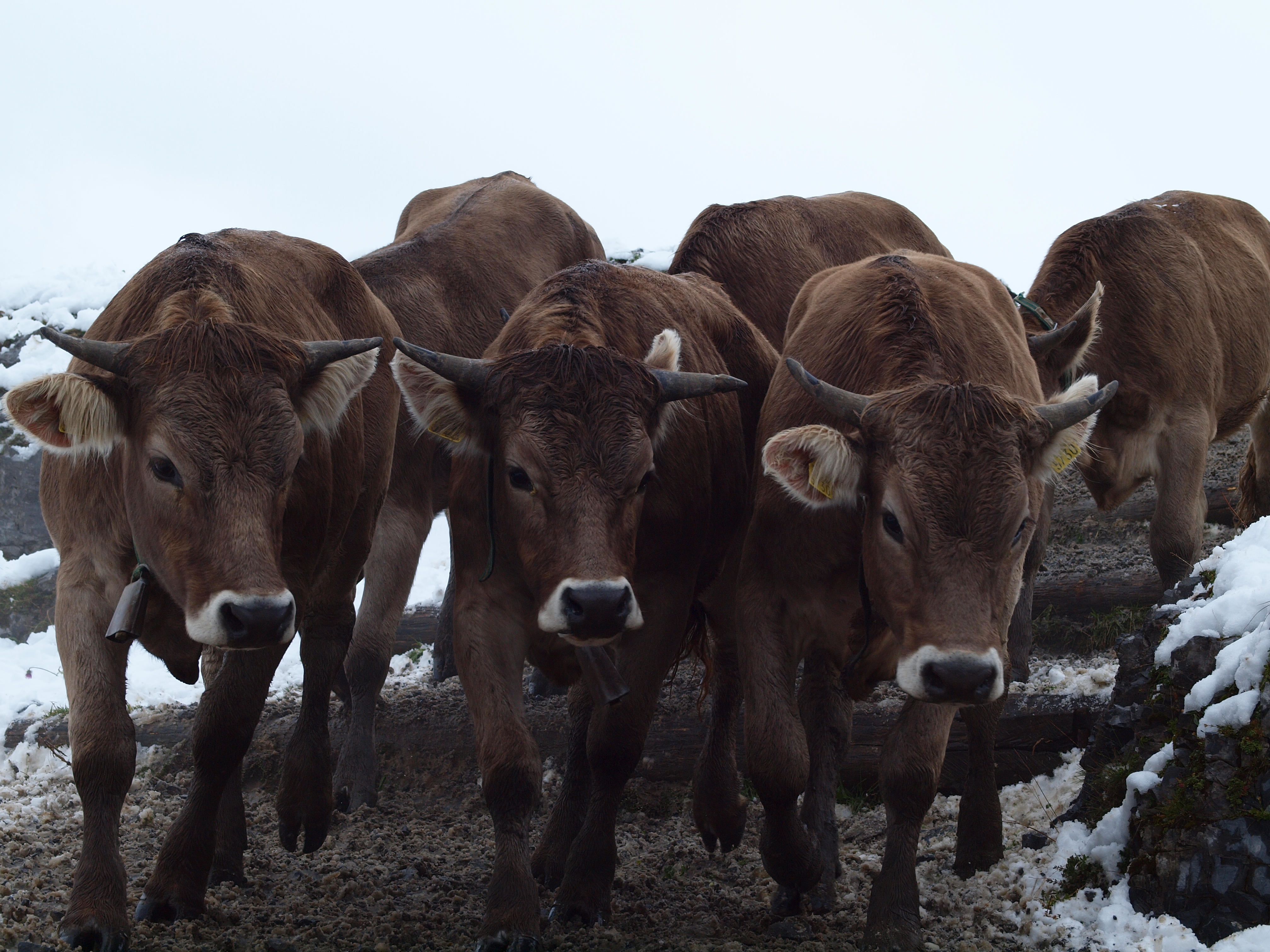 Abfahren von Glattalp