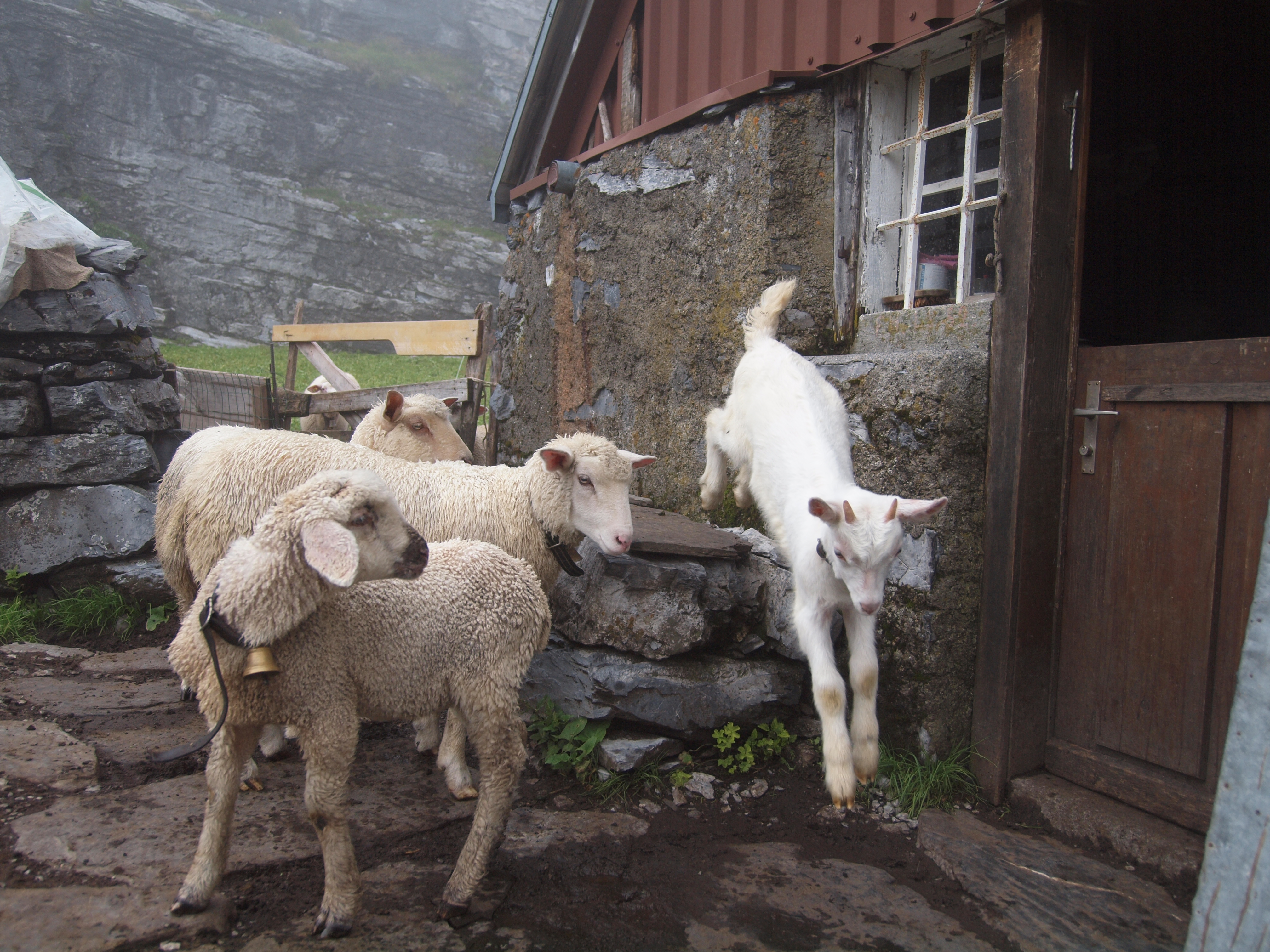 Alltag auf der Charetalp