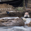 ex_Grave.jpg
