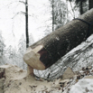 06_insholz_stamm-foto_mythenfilm.jpg