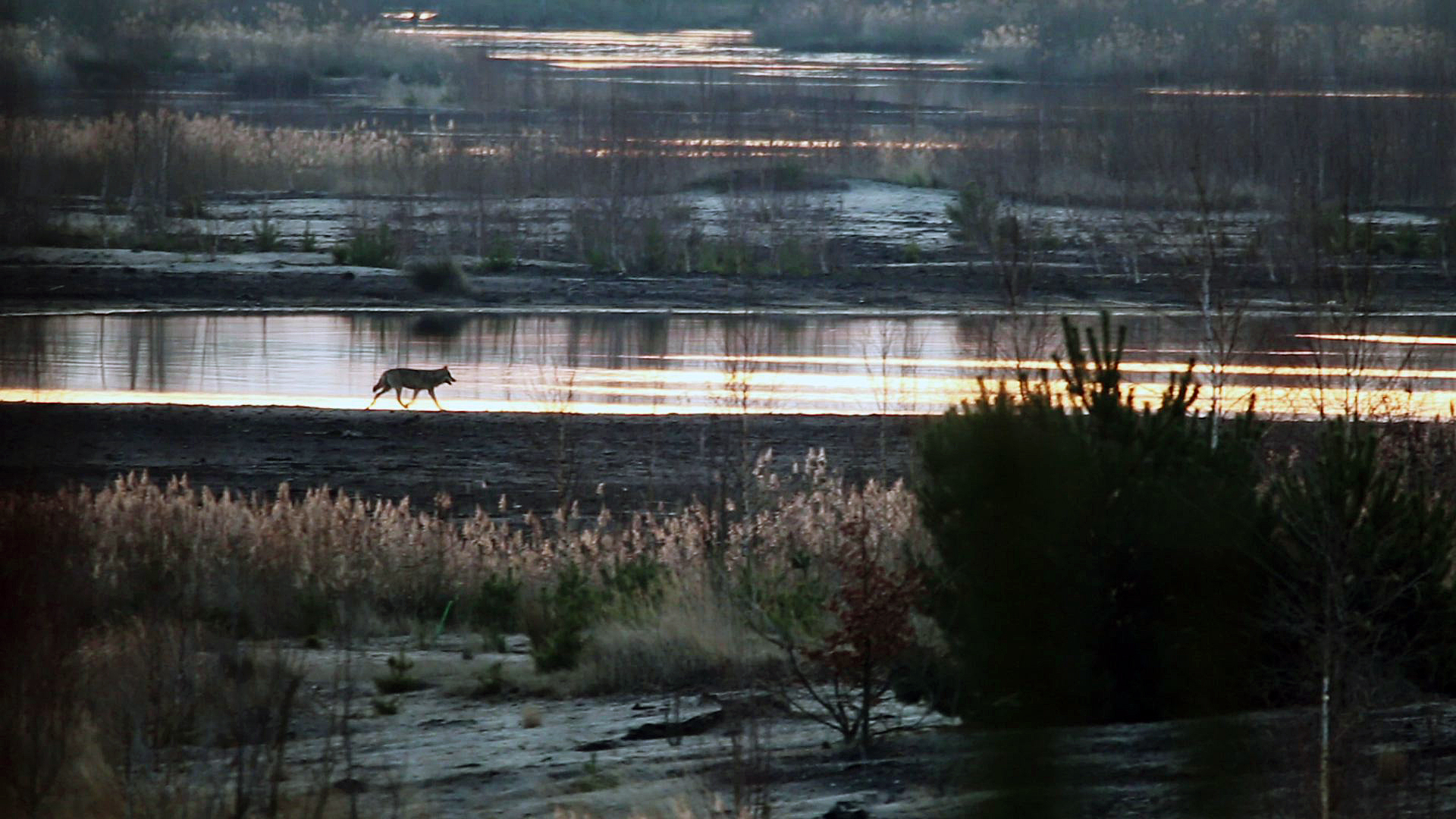 Wolf in der Morgend&auml;mmerung